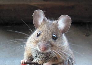 Your insulation may have unwanted guests, such as mice. Call the Kansas City Insulation experts at Kansas City Insulation Murray Insulation, 7603 Northwest River Park Drive, Kansas City, MO 64151